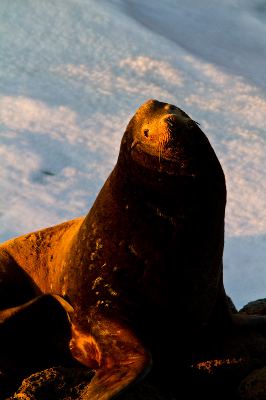 California Sea Lion